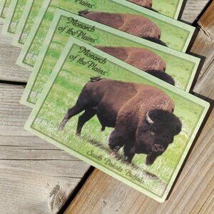 South Dakota Buffalo Monarch of the Plains Postcard